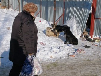 Отловом бездомных собак не занимается почти треть районов области