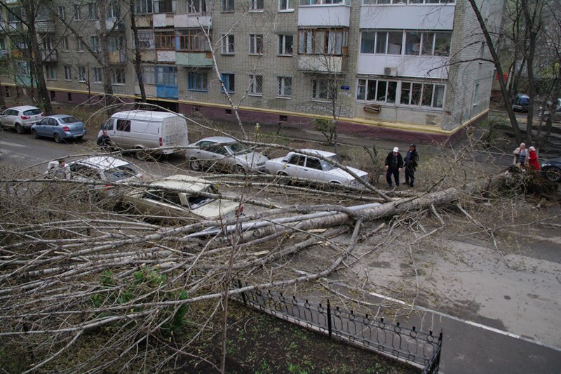 В районе горпарка на машины упал большой тополь